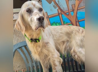 Ketty - fröhliche Setter Dame sucht liebevolles aktives Zuhause