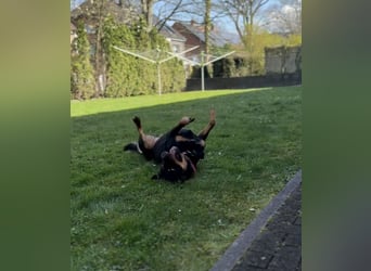 Rottweiler