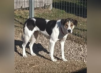 Cleopatra (Cleo) - zum erstenmal ein Zuhause ?