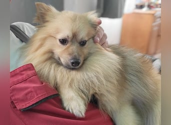 Ruffy SR - Freundlicher Spitz mit Charakter