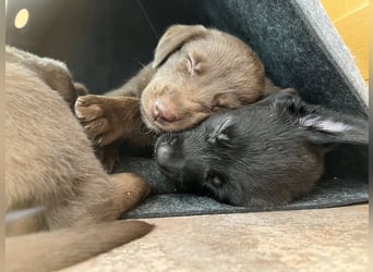 Labrador Mix Welpen