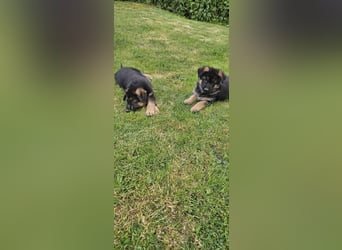 Schäferhund Welpen
