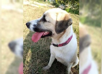 Schmusemaus Gül wäre so gerne Familienhund