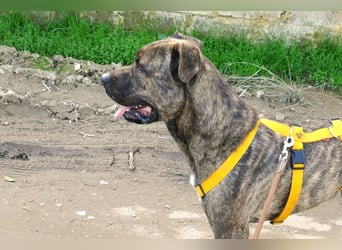liebenswürdiger Bark sucht sein Zuhause