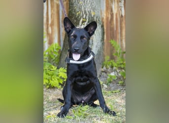 Othello SI - Schwarze Schönheit will ankommen