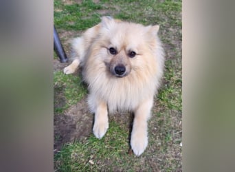 Ruffy SR - Freundlicher Spitz mit Charakter