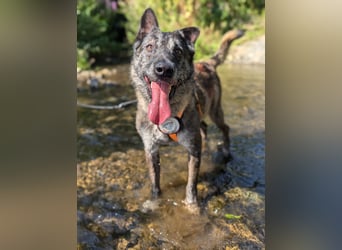 Nelson ein toller Hollandse Herder Mix