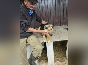Shiva  sucht Schulter zum Anlehnen