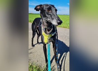 ❤️GRETEL❤️, Galgo Espanol