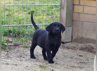 Wir haben ab 05.04. Reinrassige Labrador Welpen abzugeben