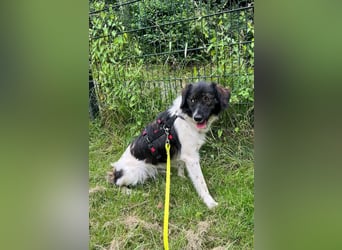 Anissa bereits auf PS in DE, sucht wundervolles Zuhause!