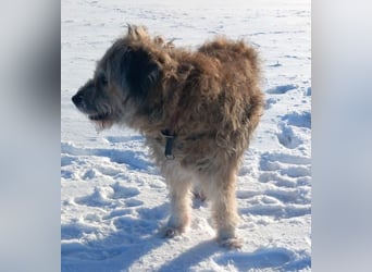 Briard Mischling abzugeben