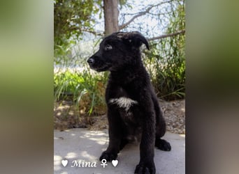 Drei wunderschöne belgische Schäferhundwelpen suchen ein Zuhause