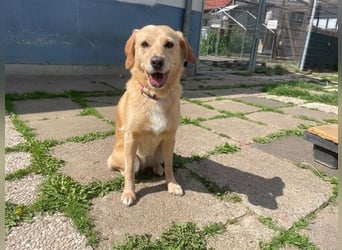 Greta, Labrador Mix, geb. 2020, liebe Familienhündin