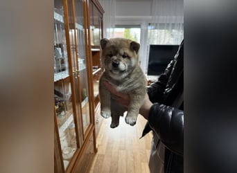 Shiba Inu welpen