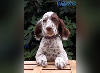 English setter Welpen (3 Rüden, 2 Hündinnen)