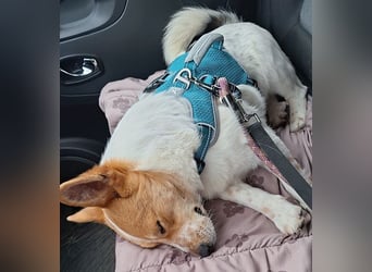 ❤️ süßer kleiner Stenz PABLO - 3 Jahre, 30cm - Corgi-Jack-Russel-Mix