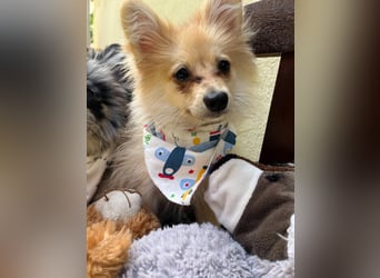 Scotty SR - quirliger Mini-Spitz sucht aktives Zuhause mit Herz