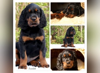 Verschmuste Gordon Setter aus familiärer Liebhaberzucht zu vermitteln