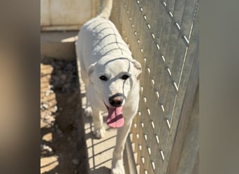 Wayne: er wäre gerne ein Familienhund