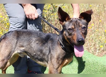 Leo, Mix Pinscher / Schäferhund , lieb und verträglich