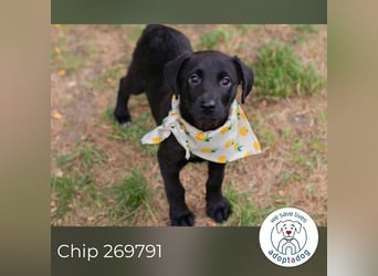 Chip 269791: Hundekind sucht ein Zuhause