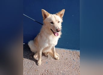 Dolar, Border-Collie typischer Jungspund aus der Tötung