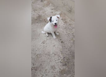 Kleine Mila sucht liebevolles Zuhause