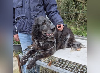 Blue - ruhiger, freundlicher Traumsetter
