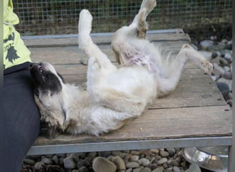 Gut gelaunter FRITZI sucht liebevolles Zuhause