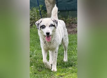 Snow, geb. ca. 06/2023, lebt auf einer Pflegestelle in 47652 Weeze
