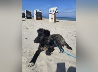 Laroche - Dein neuer bester Hundekumpel (32051 Herford)