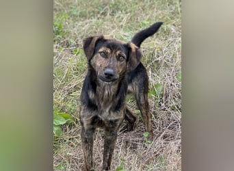 Rino – ein Seelchen von Hund