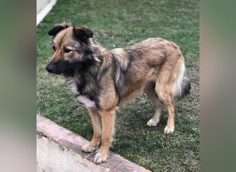 Lassie sucht dringend ein Zuhause