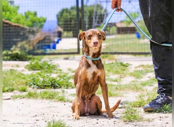 Caju, Mix Pinscher / Chihuahua, lieb und sozial