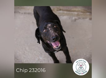 Chip 232016: Sucht ein Zuhause