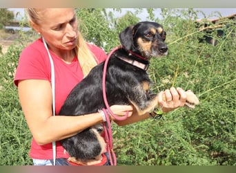 Tuxa, Mix Pinscher / Podengo, lieb und verträglich