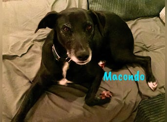 Macondo 04/2020 (in Deutschland) - treuer und liebevoller Labrador-Mix!