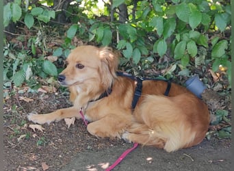 Bolota, Mix Dackel / Spaniel, noch schüchtern und ängstlich