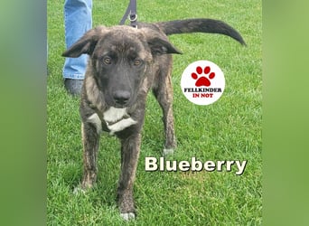 Welpenmädchen Blueberry sucht ihr Glück