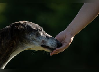 Wollen Sie Pitty kennenlernen?