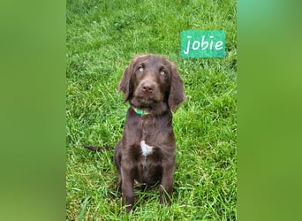 Welpen Labradoodle F1 Braun Könispudel x Labrador