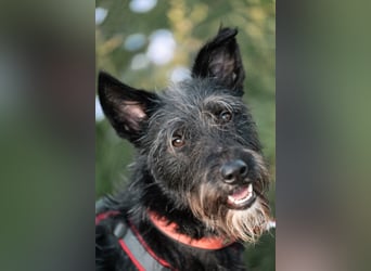 Süsse Phoebe sucht ihr Für-Immer-Zuhause!