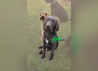Welpen Labradoodle F1 Braun Könispudel x Labrador