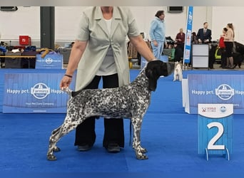 Braque d'Auvergne (Auvergne Vorstehhund) Welpe