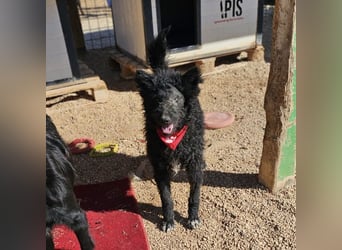 Schäferhund-Mix Leo sucht seine Familie ❤️