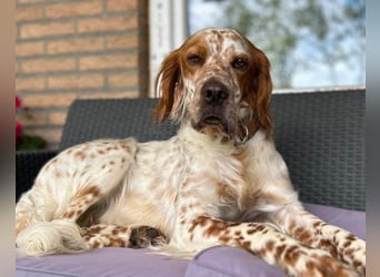 Lieber Setter ♥Luca♥ in 84513 Töging