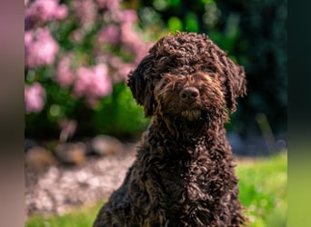 Lagotto Romagnolo Welpen, 6 Welpen suchen ein Zuhause