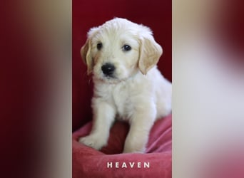 Goldendoodle - Welpe
