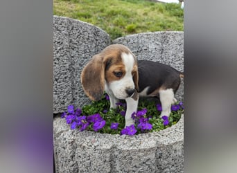 Beagle Welpen, reinrassig